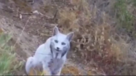 Naježio se kad je ugledao belu siluetu u šumi! Fotograf snimio prizor za koji mnogi tvrde da izgleda nestvarno