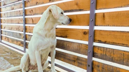 Dva labradora postala prave internet zvezde: Obožavaju svoju komšinicu - pogledajte samo kako je pozdravljaju svaki dan