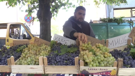 Sve spremno za još jednu Oplenačku berbu: Srpska Toskana za vikend biće prestonica grožđa i vina - ovo je program