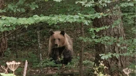 Medved masakrirao dečaka u Rusiji! Specijalni lovački timovi na terenu, odstreljuju se svi medvedi!