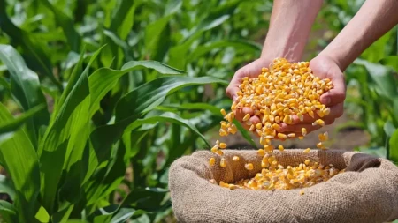 Promena na Produktnoj berzi - kukuruz potisnuo pšenicu i zauzeo prvo mesto