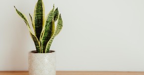 SVAKA KUĆA TREBA DA IMA OVU BILJKU Stavite je u spavaću sobu i gledajte šta se dešava - brzo ćete uočiti promenu