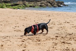 UH, ŠTA JE OVO? Jazavičar na plaži ugledao raka, pa se potpuno zbunio -  da li da ga jurim ili da lajem?