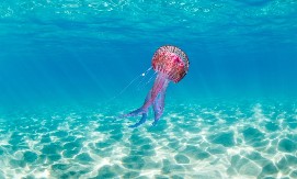 "OVO JE NAJVEĆE NAUČNO OTKRIĆE" Stručnjaci zapanjeni - morska životinja može da poništi svoju smrt i da se rodi ponovo