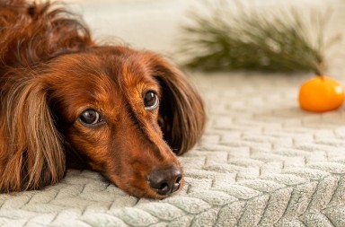 AKO SE PAS OVAKO PONAŠA, SIGURNO GA NEŠTO MUČI Veterinari otkrivaju kako da pouzdano znate da sa vašim ljubimcem nešto nije u redu 