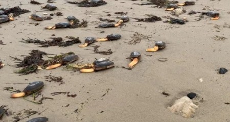 NOĆNA MORA NA PLAŽI Pojavila se jeziva stvorenja sa jednom nogom - MEŠTANI U PANICI! 