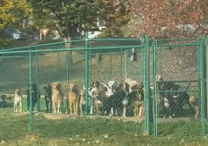 SCENA IZ PRIHVATILIŠTA ZA PSE PONAVLJA SE SVAKI DAN Hit video otopio srca ljudi na mrežama