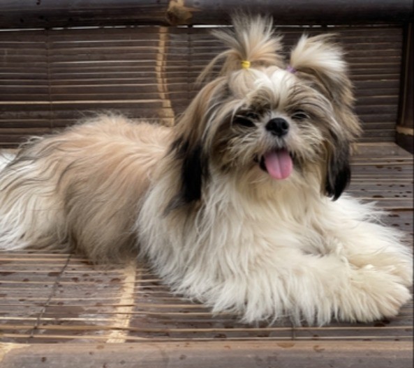 PRESLATKI ŠI-CU NASMEJAO INTERNET Pas odbijao hranu, a onda vlasnik izgovorio MAGIČNU REČ i nastao je HAOS u kuhinji!