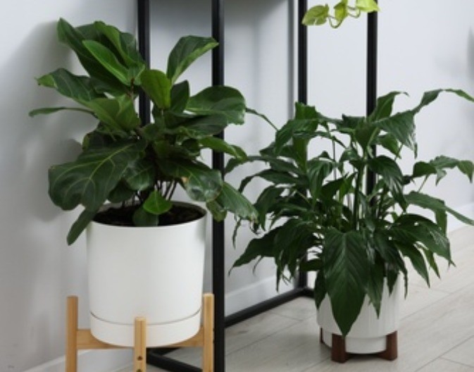 Ima da se sija kao dijamant: Kako da osvežite listove cveća, treba vam samo jedna namirnica od 60 dinara 