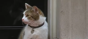 NAJPOZNATIJA MAČKA U EVROPI PROSLAVILA 15. ROĐENDAN Obožavaju ga i stalno slikaju, živi na svima poznatoj adresi, a poznat je po nonšalanciji