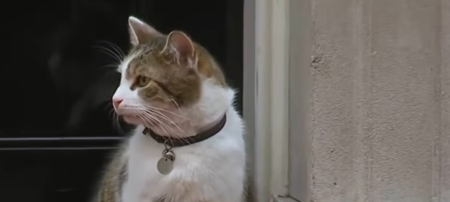 NAJPOZNATIJA MAČKA U EVROPI PROSLAVILA 15. ROĐENDAN Obožavaju ga i stalno slikaju, živi na svima poznatoj adresi, a poznat je po nonšalanciji