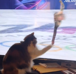 MAČKA SE UŽIVELA U UMETNIČKO KLIZANJE Pogledajte samo šta radi - video je hit 