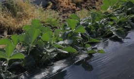 Za voće koje raste u Srbiji spremni da plate 160 evra po kilu: Ana ga koristi za jedinstvenu čokoladu