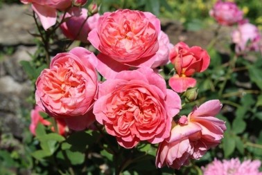 Ni slučajno u đubre, nego pravac na njih: Ovu prihranu ruže obožavaju u februaru, posle nje cvetaju kao lude na proleće