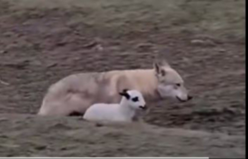 NEVEROVATAN SUSRET KOJI PRKOSI PRIRODI Vuk i jagnje zajedno šetaju – ljudi u neverici gledaju snimak