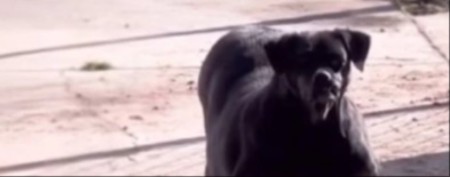 MAJKO MILA, DA LI JE OVO MOGUĆE?! Pas sa telom rotvajlera i glavom čivave oduvao TikTok – milioni su u neverici!