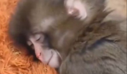 MLADUNČE MAJMUNA OSVOJILO INTERNET Pogledajte kako grli omiljenu igračku - snimak će vas rasplakati! 