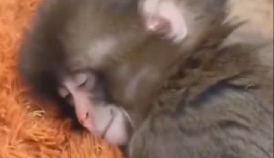 MLADUNČE MAJMUNA OSVOJILO INTERNET Pogledajte kako grli omiljenu igračku - snimak će vas rasplakati! 