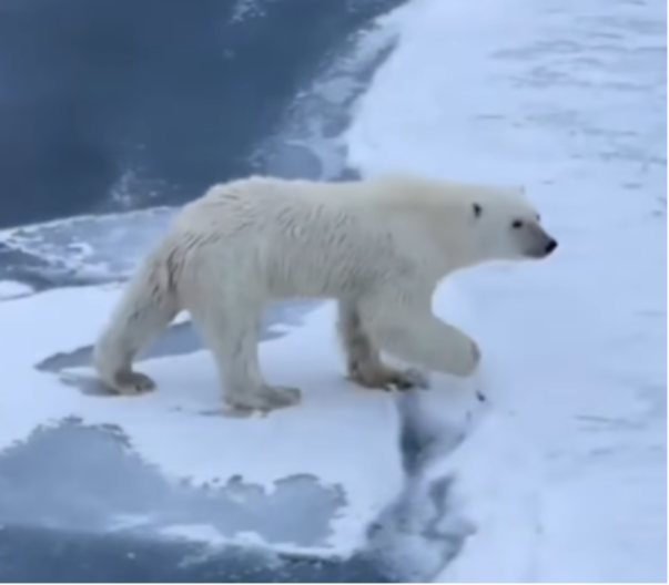 NAUČNICI PRATILI POLARNE MEDVEDE, PA UOČILI NEŠTO NEVEROVATNO Evo kako se zaista ponašaju u ledenoj divljini