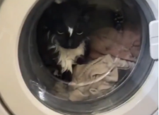 MAČAK UŠAO U BUBANJ VEŠ MAŠINE Vlasnica ga nije videla, pa UKLJUČILA program za pranje (VIDEO)