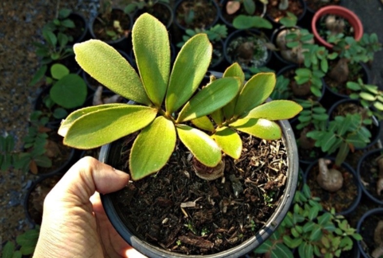 Sobna biljka koja nikad ne izlazi iz mode, ne treba joj ni svetlost ni mnogo vode: Smatra se da ovaj cvet donosi novac u kuću