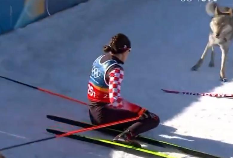 DRAMA NA ZOI Hrvatica mislila da je vuk juri na stazi