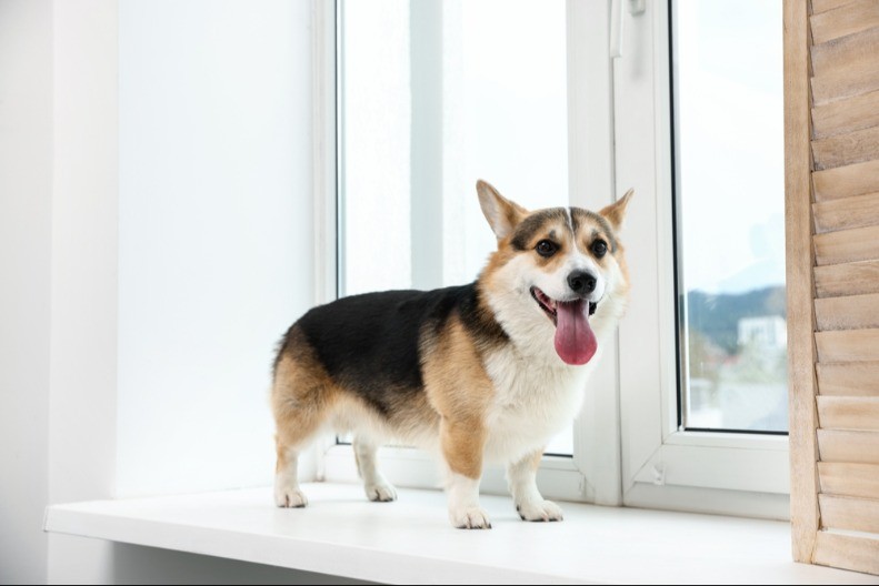 PAS SE DOSAĐIVAO KOD KUĆE, PA SMISLIO KAKO DA SE IGRA SA PROLAZNICIMA NA ULICI Postao je internet senzacija - ljudi obožavaju ovaj video