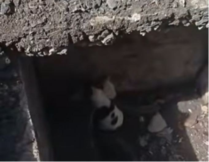 KUCE UPALE U ODVOD Bespomoćno su drhtale od straha, ali imale su sreću jer se iznenada pojavio on