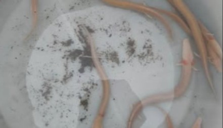 HAOS POSLE POTOPA Iz dubine DINARSKOG KRŠA isplivala jeziva stvorenja – narod u strahu, stručnjaci hitno reagovali!