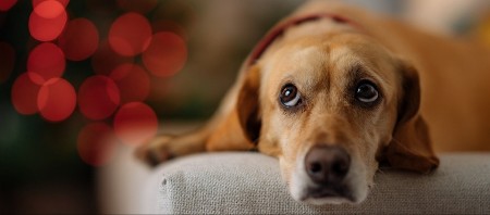 RAZLOG JE MNOGO DUBLJI NEGO ŠTO MISLITE Evo zbog čega vas pas posmatra dok jedete
