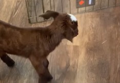 JARE OSTALO SIROČE ČIM SE RODILO Majka ga odbacila, a onda je usledila scena zbog koje su svi plakali! (VIDEO)