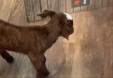 JARE OSTALO SIROČE ČIM SE RODILO Majka ga odbacila, a onda je usledila scena zbog koje su svi plakali! (VIDEO)