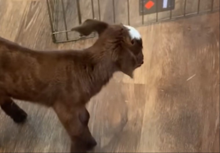 JARE OSTALO SIROČE ČIM SE RODILO Majka ga odbacila, a onda je usledila scena zbog koje su svi plakali! (VIDEO)