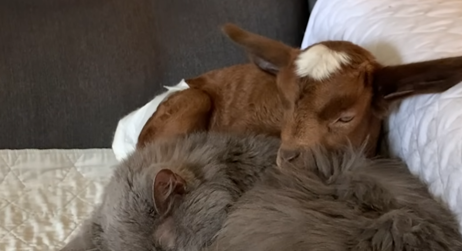 MAJKA KOZA ODBACILA JARE PO ROĐENJU Ono utehu pronašlo u starom mačku, ne odvajaju se (VIDEO)