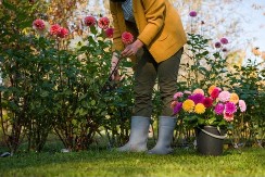 SPASIĆE VAM CVEĆE Nikako ne bacajte stare novine, ovaj trik svaka domaćica mora da zna