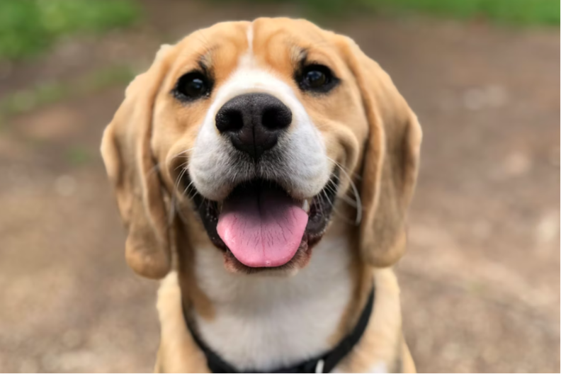 IMA LI POTREBE ZA BRIGOM? Veterinarka objasnila zbog čega psi jedu travu 