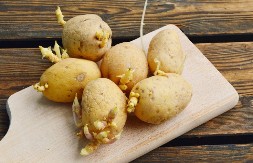 Krompir vam stalno proklija? Bakin trik rešava problem, biće odličan godinu dana!