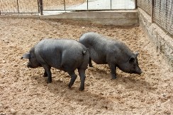 Itekako se isplate - stočari sve više prelaze na uzgoj ovih svinja