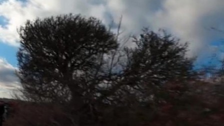 OVO DRVO U SRBIJI SMATRAJU UKLETIM! Ne smeju ni da prođu pored PROKLETINJE!