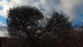 OVO DRVO U SRBIJI SMATRAJU UKLETIM! Ne smeju ni da prođu pored PROKLETINJE!