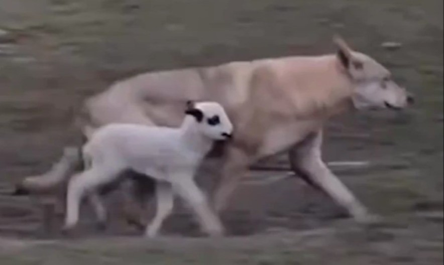 NEZAMISLIV PRIZOR USRED BELA DANA Vuk šeta sa jagnjetom kao da mu je brat – a onda je otkriven DETALJ koji ledi krv! (VIDEO)