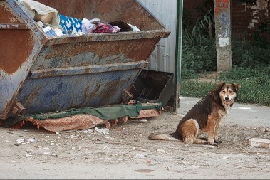 DA LI JE OVO REALNO? Vlasnik istrenirao psa da sam baca đubre - policija mu je brzo zakucala na vrata