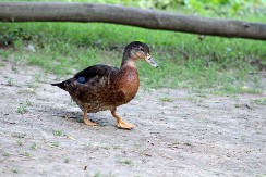 HIT VIDEO ZASMEJAVA DO SUZA Pogledajte kako se patka igra sa svojom vlasnicom  - ovome nema kraja