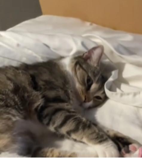 MAČKA SE SKLUPČALA UZ BEBU, NE ISPUŠTA JE IZ VIDA Dirljivi video rasplakao ljude na mrežama