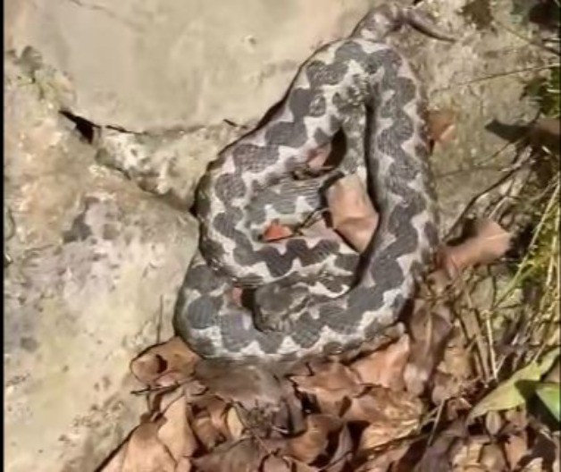 JEDAN POGREŠAN KORAK MOGAO BI BITI KOBAN Poskok viđen na popularnoj lokaciji