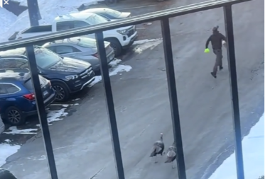 DOSTAVLJAČ HRANE BEŽI OD ĆURANA NA PARKINGU, LJUDI PLAČU OD SMEHA Video je pravi hit