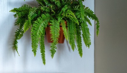 PRIRODNO REŠENJE SPREČAVA PROBLEM BUĐI Unesite ove četiri sobne biljke u vaš dom i spasićete se velike muke