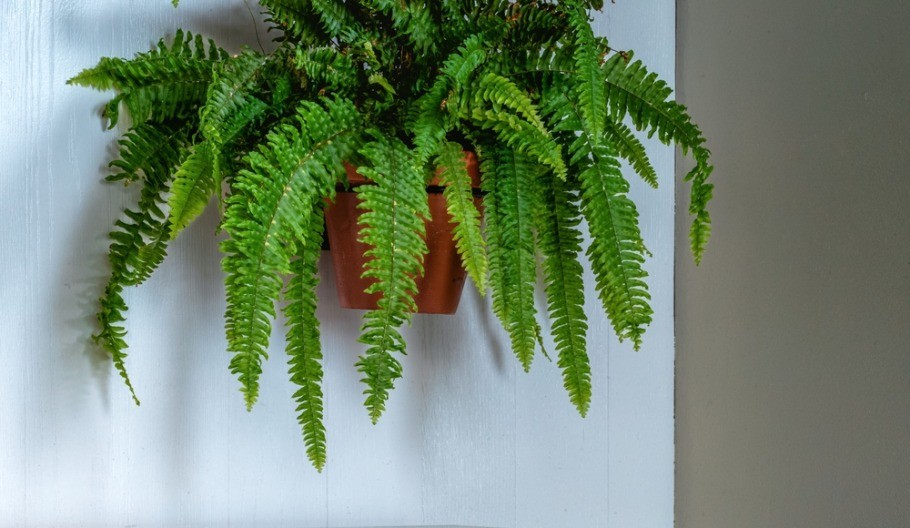 PRIRODNO REŠENJE SPREČAVA PROBLEM BUĐI Unesite ove četiri sobne biljke u vaš dom i spasićete se velike muke