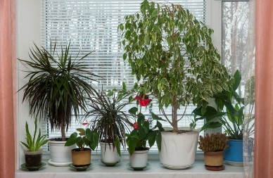 Nećete verovati šta se desi sa buđi kada unesete ove 4 biljke u dom