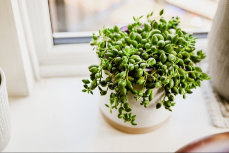 Kutak kuće koji je magnet za novac: Biljke postavite tamo!